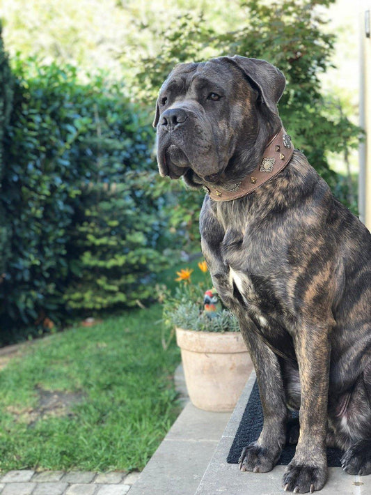 Aztec Brown Leather Dog Collar