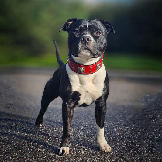 Eros Red Leather Dog Collar & Lead Set – 2 Inch Wide