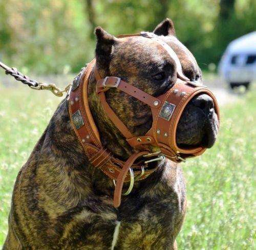 Eros Orange Leather Dog Muzzle
