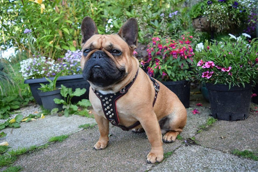 Rocky Studded Leather Dog Harness – Small to Medium